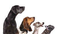 Die Hundeschule für Ihren Vierbeiner in Wolnzach - Mobile Hundeschule Scharl